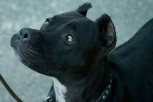 Поставянето на куче на име баги беше отровено от doghanters